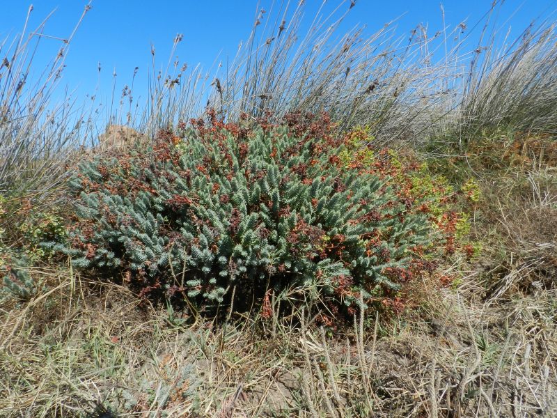 Euphorbia pithyusa